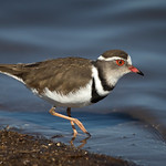 Three-banded Plover