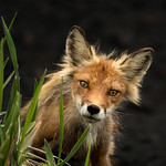 The Outlaw from Kuril Islands