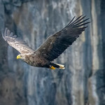 White Tailed Sea Eagle Isle of Skye