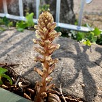 Orobanche hederae - Ivy Broomrape