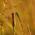 Damselfly