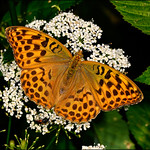 Silver-washed fritillary. Female