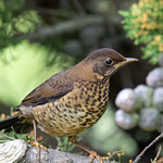 Beautiful Austral Thrush 😊