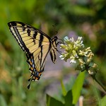 Western Tiger Swallowtail Butterfly