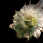 Portrait of a Night Blooming Cereus