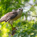 Red-shouldered Hawk | Buteo lineatus | 2021 - 13