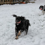 Sadie and Nibbler playing in the snow