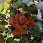 red rose