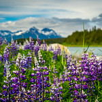 National Parks Journey - Glacier Bay