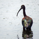 White-faced Ibis / Plegadis chihi