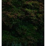 2021/4/30 No. 19/24 - SONY ILCE‑7M2 / Lomography New Jupiter 3+ 1.5/50 L39/