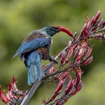 New Zealand native Tui feeding on flax flowers ...... IMG 2439