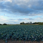 Cabbage patch 223/365