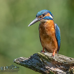 Eurasian kingfisher (Alcedo atthis)-3679