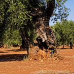 V&eacute;n&eacute;rable