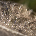 feather in the field