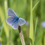 Common Blue Polyommatus icarus On Grasses