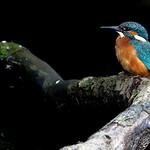 Kingfisher