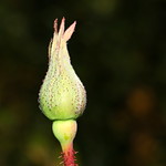 First Rose Bud
