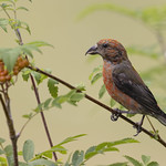 Crociere - Loxia curvirostra