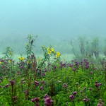 The quote's the thing