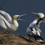 A lesson in the 'Pecking Order'