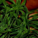 Dried green leaves, laying on dead leaves