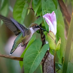 Nectar Sweet as Candy