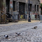 The master of the street