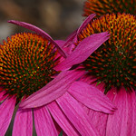 Down in their hearts wise men know this truth:...