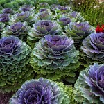 Cabbage patch 💜💚