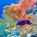 sea fan [Gorgonacea]