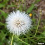 Sow thistle seed head - Semblable mais diff&eacute;rent du pissenlit