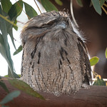 Tawny Frogmouth