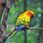 sun conure