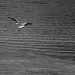 trio of Masked lapwings