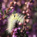 "Calliteara pudibunda"