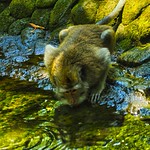 Sacred monkey forest