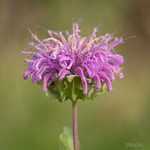 Wild Bergamot (Monarda fistulosa)