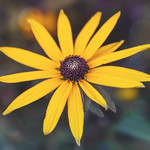 Bright and Bokelicious