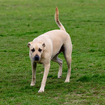 On a warm winter afternoon, large aggressive adult Anatolian Shepherd dog not keen on being photographed for free