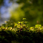 Eingetaucht / Immersed