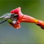 Honey where are you?