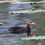 0S8A7451X. Eurasian Coot (Fulica atra)