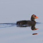 0S8A7468. Eurasian Coot (Fulica atra)