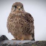 Kestrel