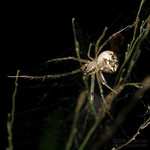 Talk Like a Pirate Day!