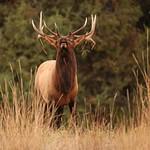 Young Bull Displays the Flehmen Response.