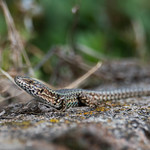 Local resident of the vineyard