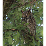 Great Horned Owl